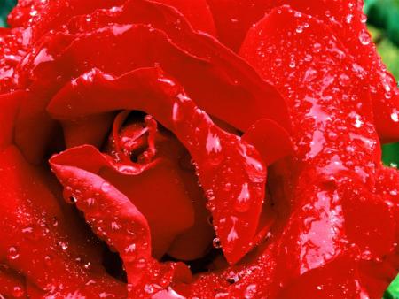 wet red flower